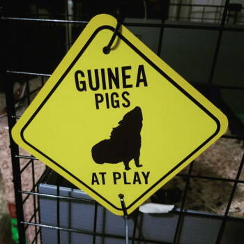 Rescue Guinea Pig Guinea Pigs for Adoption in Baton Rouge, Louisiana - Benji | PetCurious
